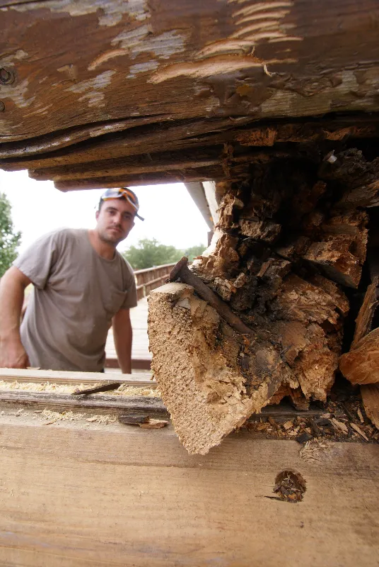 Log home rot damage