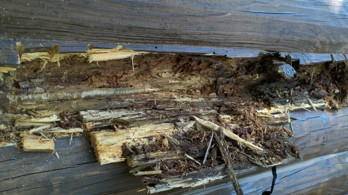 Log home rot damage
